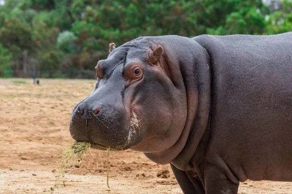 Gewone nijlpaard, nijlpaard amfius, of Hippo is gebruikelijk voor Afrika. — Stockfoto