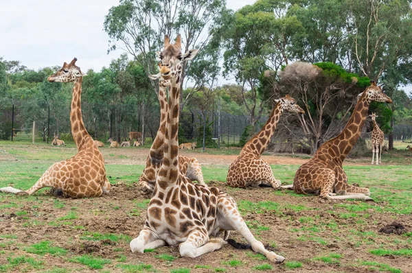 Quatre girafes Rothschild assises au repos sur une plaine herbeuse — Photo