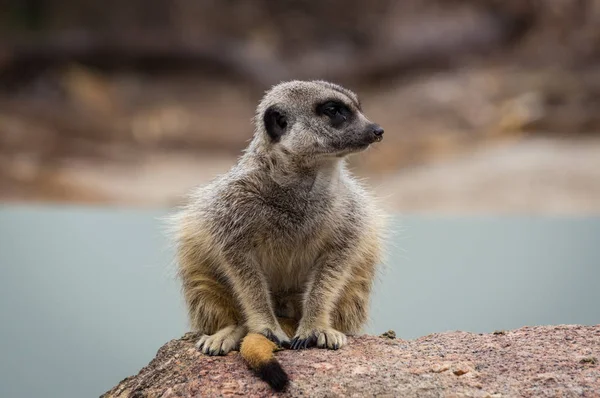 Meerkat appollaiato su una roccia . — Foto Stock