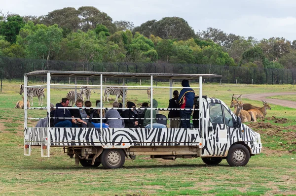 韦里比开放牧场动物园的野生动物园巴士带游客穿过公园. — 图库照片