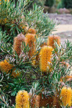 Banksia flowers, genus proteaceae, in a Cranbourne garden in Melbourne. clipart