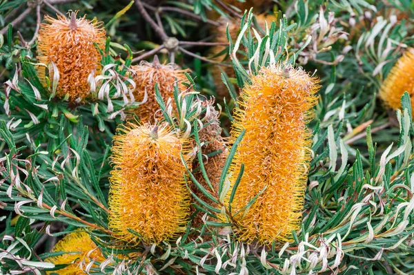 Banksia çiçekleri, genus proteaceae, Melbourne 'da bir Cranbourne bahçesinde.