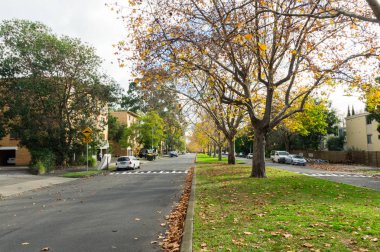 Kuzey Melbourne, Avustralya 'da O' Shanassy Sokağı 'nda ağaç sıralanmış.