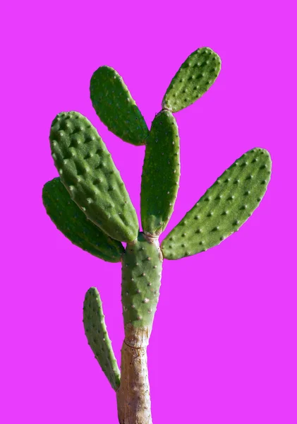 Cactus Tropical Sobre Fondo Rosa — Foto de Stock