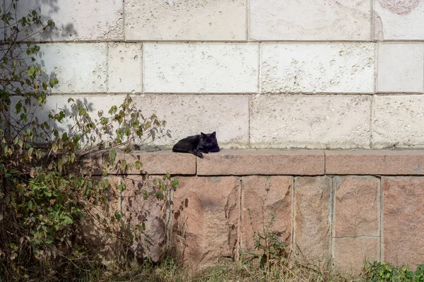 Černá Kočka Zahřátá Sluncem Spí Kamenné Zdi — Stock fotografie
