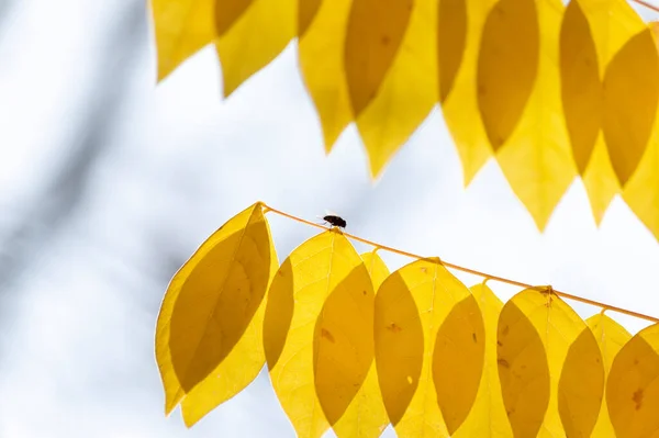 Муха Сидит Ветке Желтыми Листьями — стоковое фото
