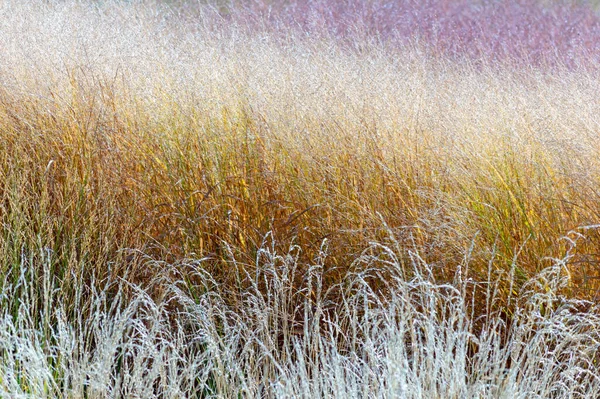 Autunno Giallo Erba Primo Piano Focus Selettivo — Foto Stock