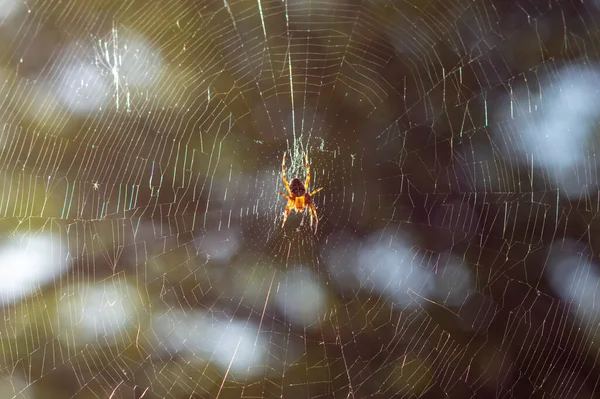 Spider Garden Spider Lat Araneus Sitting Web Lit Sun Back — Stock Photo, Image
