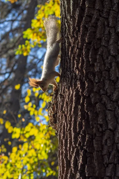 在明亮的晨光照耀下 松鼠从一棵树上落下来 背景是城市公园里一片模糊的黄叶秋树 — 图库照片