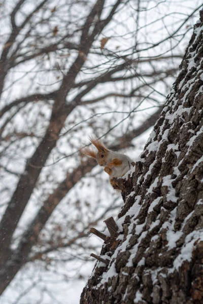 Wiewiórka Zjada Orzecha Siedząc Drzewie Pokrytym Śniegiem Czasie Opadu Śniegu — Zdjęcie stockowe