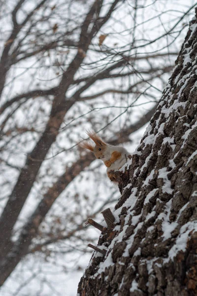 雪に覆われた雪に覆われた木の上に座っているリスはナッツを食べる時間 市公園の冬の木の背景にある — ストック写真