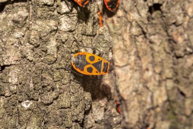 Ahşap arka planda siyah noktalı kırmızı böcek. Kundakçı (Pyrrhocoris apterus) hatası. - Yakın çekim. Doğa ve ekolojik konsept fotoğrafı.