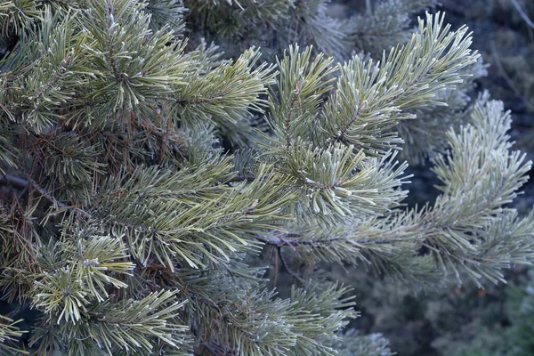 Árbol Navidad Ramas Fondo Enfoque Selectivo Navidad Año Nuevo Concepto — Foto de Stock