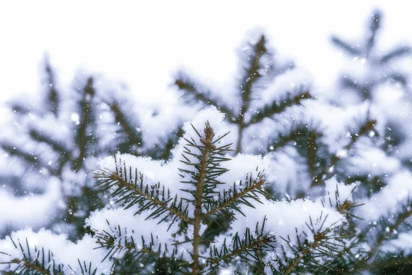 Árbol Navidad Rama Pequeña Con Nieve — Foto de Stock