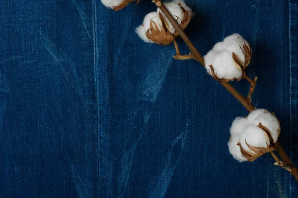 Cotton Branch Jeans Denim Achtergrond Zacht Delicate Witte Katoen Bloemen — Stockfoto
