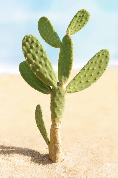 Cacto Tropical Planta Deserto Dos Símbolos Deserto Verão Mexicano — Fotografia de Stock