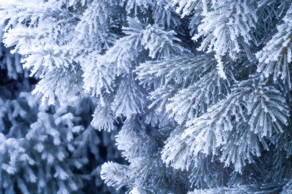 Árbol Navidad Rama Pequeña Con Hoarfrost — Foto de Stock