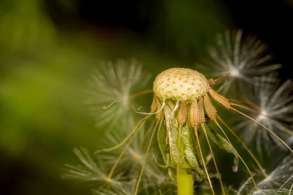  Pasta dekoru için renkli şekerler eski ahşap mutfak tahtasına dökülmüş, renkli yumurtalar, tarçın çubukları. Seçici odaklanma. Paskalya ve evde fırında tatil konsepti fotoğrafı.