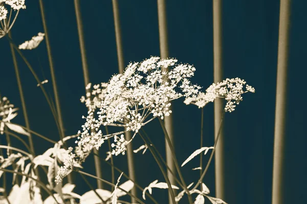 Rośliny Liście Selektywnej Ostrości Oświetlone Słońcem Metalowym Ogrodzeniu Rozmytym Skupieniu — Zdjęcie stockowe