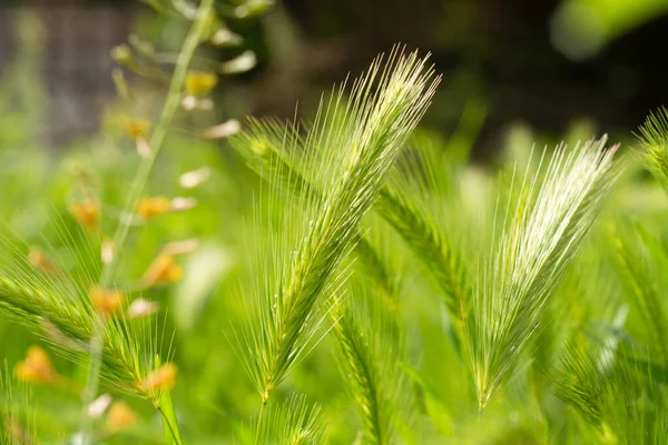 Kolce Zielonej Trawy Oświetlone Słońcem Selektywne Zdjęcie Ostrości Letnie Lub — Zdjęcie stockowe