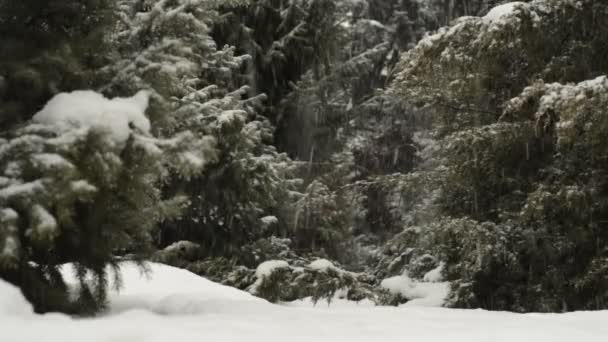 Kerstbomen Sneeuwval — Stockvideo