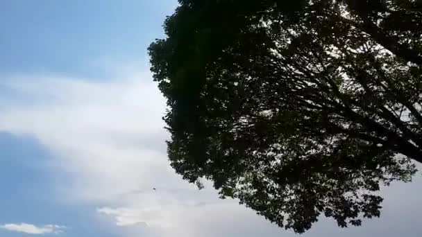 Silueta Árbol Con Hojas Balanceándose Por Tormenta Viento Huracán Fondo — Vídeo de stock