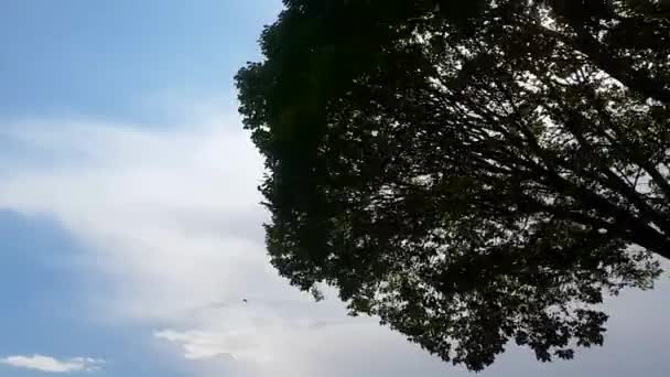 Silhouette fa levelek hinták a hurrikán szélvihar a háttérben kék ég felhők és ragyogó nap. Kézi felvétel.
