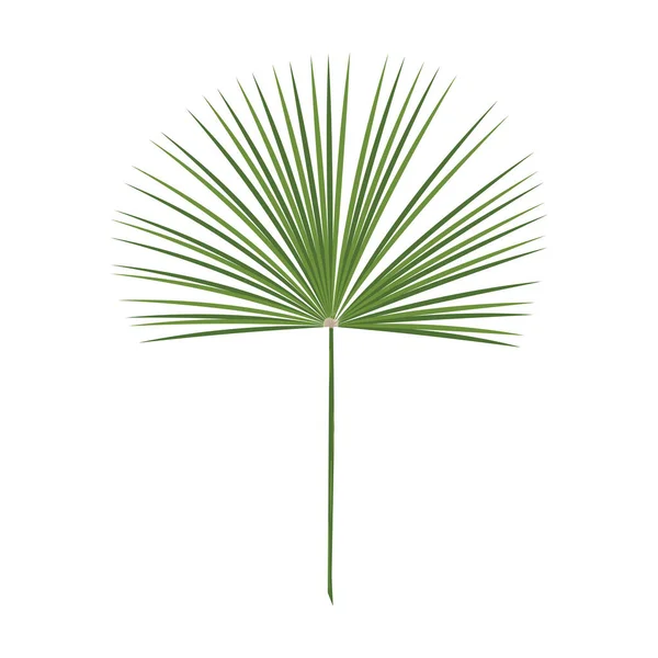 Jungle Leaf Isolé Sur Fond Blanc Illustration Vectorielle — Image vectorielle