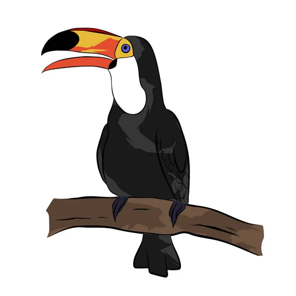 Toucan Trópusi Természet Dzsungel Egzotikus Madár Vektorillusztráció — Stock Vector