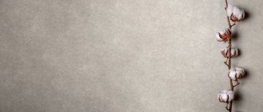 Tarafsız dokulu bir arka plana karşı pamuk dalının basit ve zarif bir görüntüsü, sükunet ve doğal güzellik yayıyor, minimalizm ve estetik gerektiren tasarım projeleri için mükemmel..