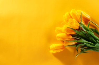 Parlak sarı bir yüzeye dizilmiş canlı sarı laleler..