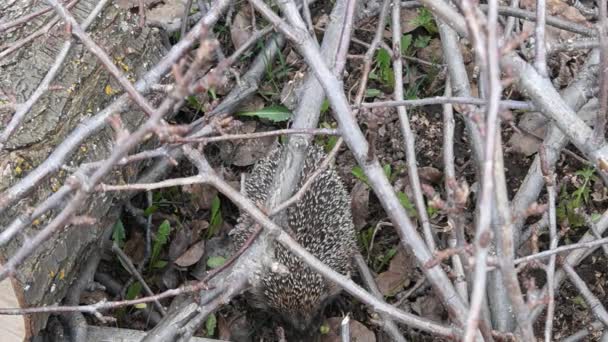 Hedgehog in forest. Hedgehog at park — Stock Video