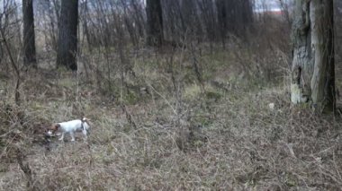 Jack Russell Terrier yavrular. Oynayan köpek yavrusu. Yavru ve yetişkin köpek