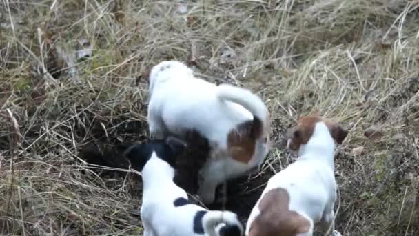 Cachorros Jack Russell Terrier. Cachorrinho a brincar. Filhotes e cão adulto — Vídeo de Stock