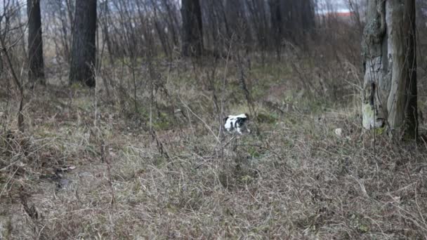 Jack Russell Terrier yavrular. Oynayan köpek yavrusu. Yavru ve yetişkin köpek — Stok video