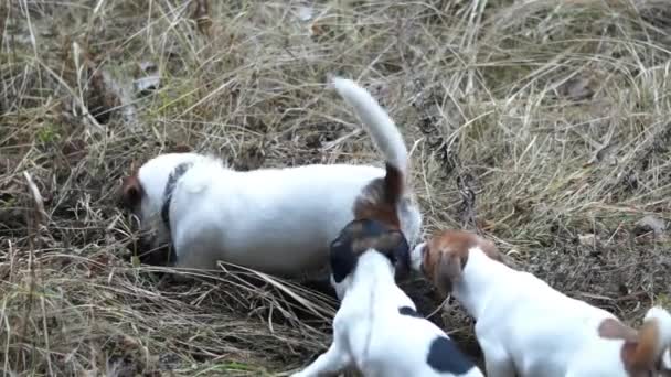 Jack Russell Terrier Welpen. Welpenspiel. Welpen und erwachsener Hund — Stockvideo