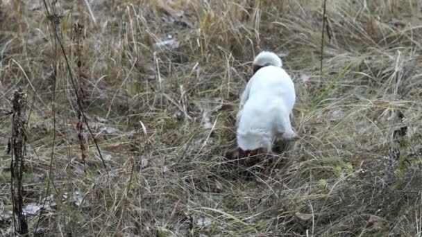 Jack Russell Terrier está cavando um buraco — Vídeo de Stock