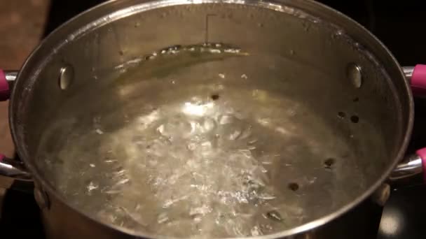 Cooking shrimp. Boiling shrimp. Chef cooking shrimp — Stock Video