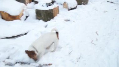 Kriko Rusya korkunç bir çukur kazıyor. Köpek kazıyor. Güzel köpek. Komik hayvan