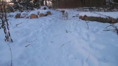 Arama köpeği. Kriko Rusya korkunç avlıyor. Oynayan köpek. Komik hayvan. Köpek av