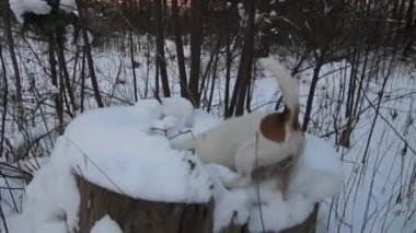 Arama köpeği. Kriko Rusya korkunç avlıyor. Oynayan köpek. Komik hayvan. Köpek av