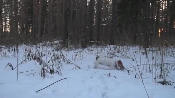 Suchhunde. Jack Russell Terrier jagt. Hundespielen. Lustiges Haustier. Jagd auf Hunde — Stockvideo