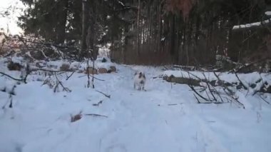 Arama köpeği. Kriko Rusya korkunç avlıyor. Oynayan köpek. Komik hayvan. Köpek av
