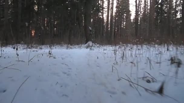 Pies wyszukiwanie. Jack Russell terrier poluje. Pies gra. Zabawny zwierzę. Pies myśliwski — Wideo stockowe