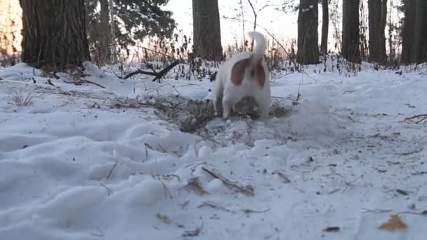 Jack Russell Terrier está cavando un hoyo. El perro cava. Hermoso perro. Mascota divertida — Vídeos de Stock