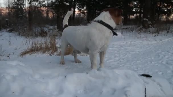 Jack Russell terrier. Paseo de perros. Jack Russell en la naturaleza. Graciosa mascota. Hermosa mascota — Vídeo de stock