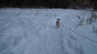 Arama köpeği. Kriko Rusya korkunç avlıyor. Oynayan köpek. Komik hayvan. Köpek av