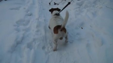 Arama köpeği. Kriko Rusya korkunç avlıyor. Oynayan köpek. Komik hayvan. Köpek av