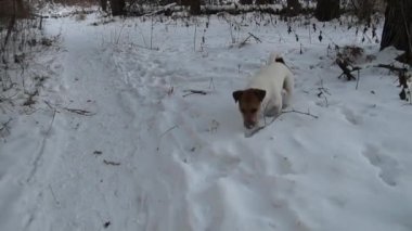 Arama köpeği. Kriko Rusya korkunç avlıyor. Oynayan köpek. Komik hayvan. Köpek av