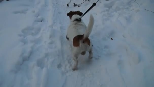 Dog searching. Jack Russell terrier hunts. Dog playing. Funny pet. Dog hunting — Stock Video